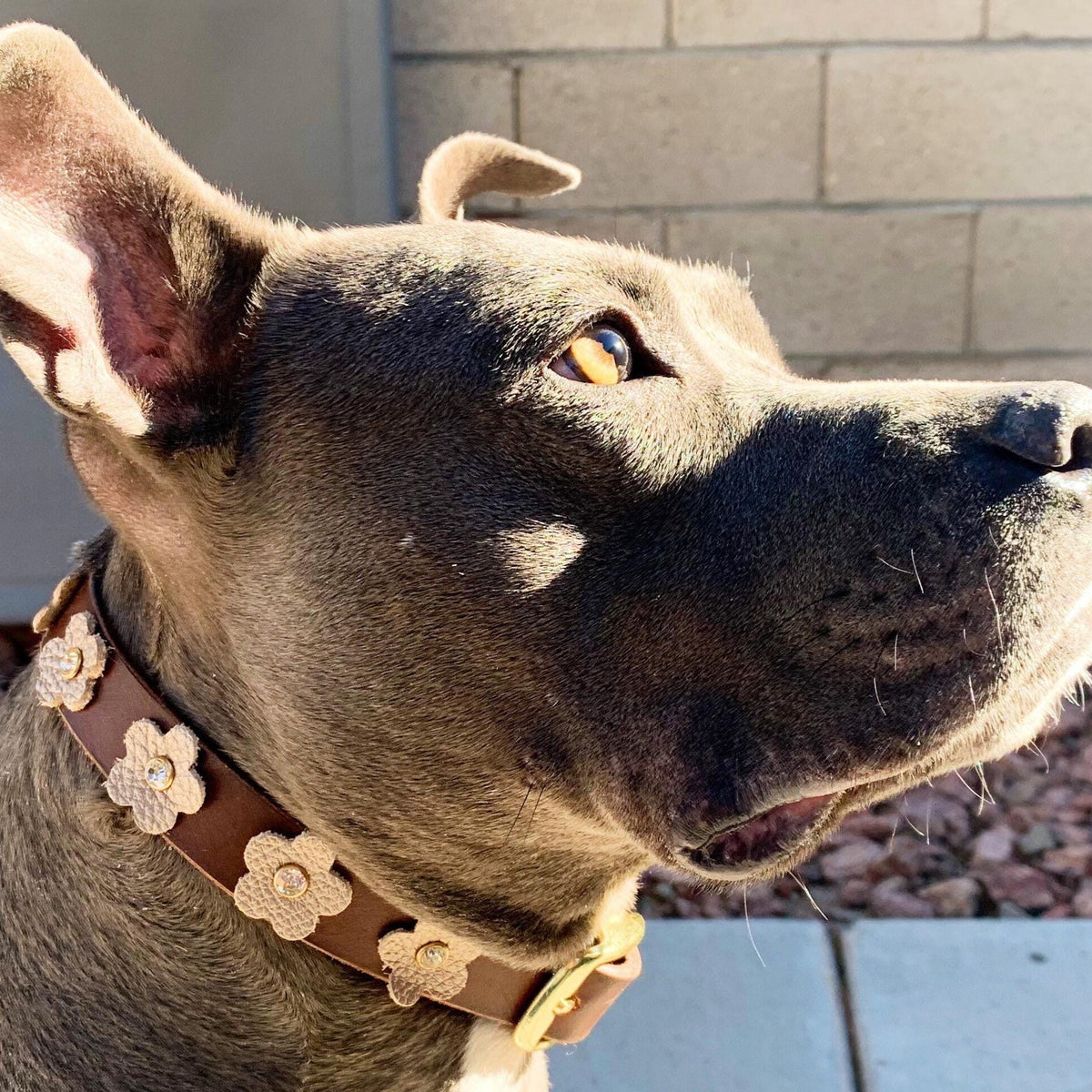 A close-up of a gray pitbull dog wearing a brown leather collar decorated with beige flower appliqués with rhinestone centers.
