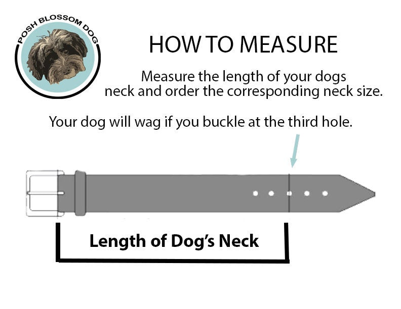 Leather pet collar with studs and hand stitching.