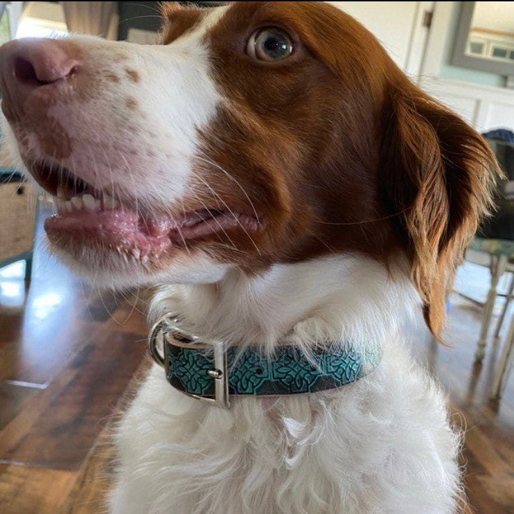 Dog wearing Celtic style leather dog collar.