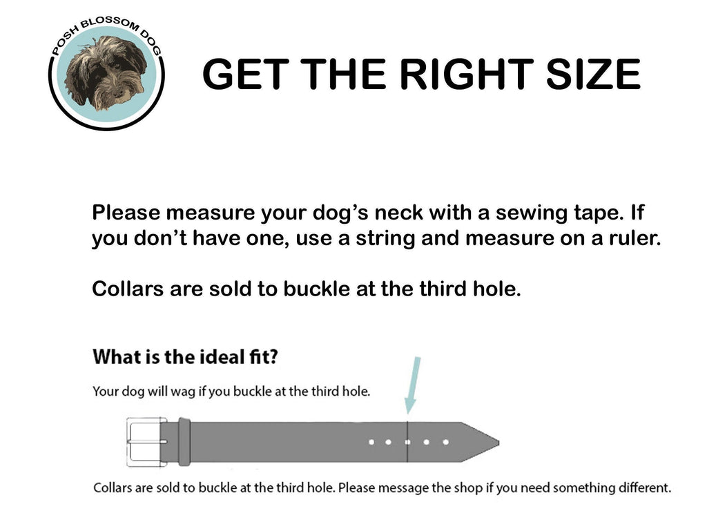Instructional sizing graphic for a dog collar, titled 'GET THE RIGHT SIZE,' with text explaining how to measure a dog's neck and a diagram showing a gray collar with a blue arrow pointing to the third hole.
