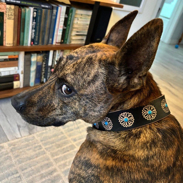 Black Leather Dog Collar: Daisies and Turquoise Stone Rivets