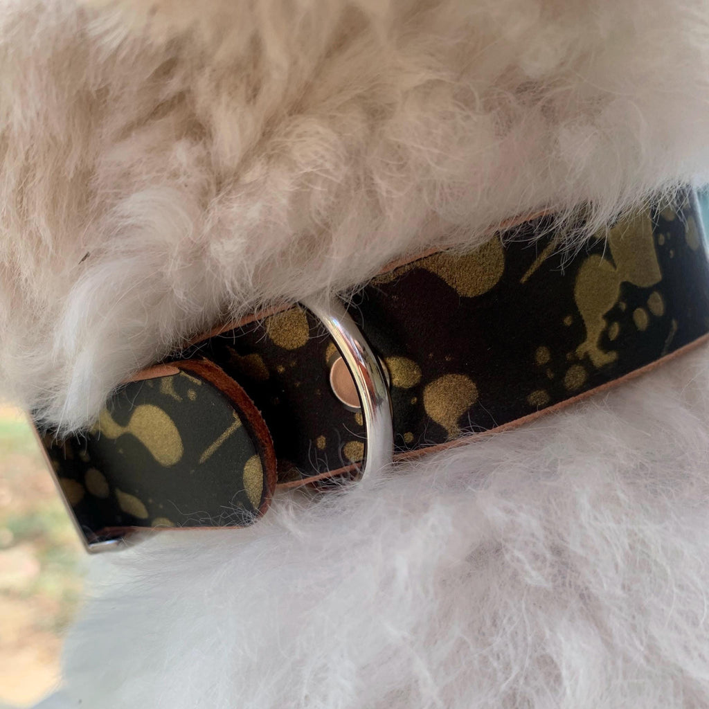White dog wearing a black leather collar featuring gold drip paint.