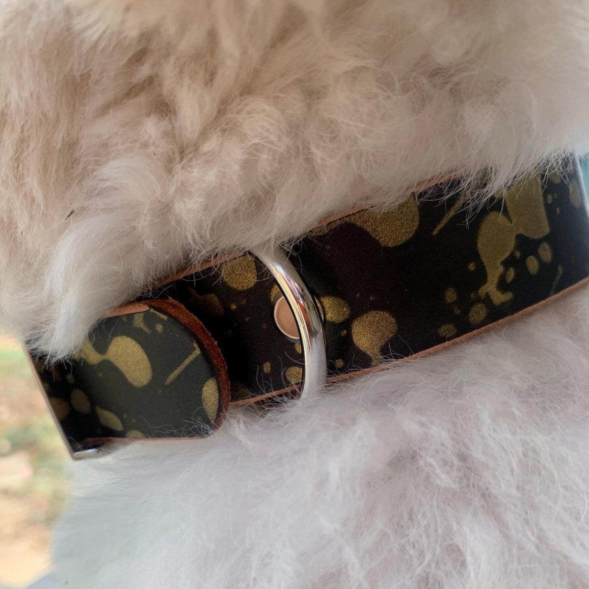 White dog wearing a black leather collar featuring gold drip paint.