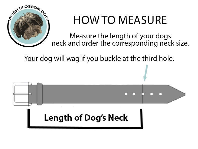 Instruction diagram for measuring a dog's neck size, showing a side view of a gray dog collar with text instructions and a Posh Blossom Dog logo on a white background.