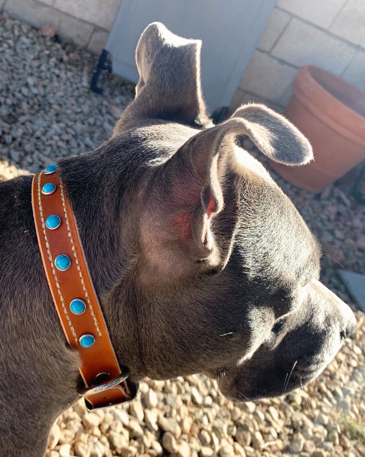 Leather pet collar with studs and hand stitching.